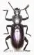 Odontopezus spec. ( 30 – 39 ) A2