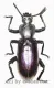Odontopezus spec. ( 30 – 39 ) A2