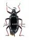 Tenebrionidae spec. #1 ( 20 - 24 )
