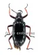 Tenebrionidae spec. #1 ( 20 - 24 )