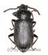 Tenebrionidae spec. #23 ( 10 - 14 )