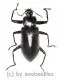 Tenebrionidae spec. #22 ( 35 - 39 )