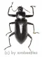 Tenebrionidae spec. #22 ( 35 - 39 )