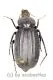 Tenebrionidae spec. #26 ( 30 - 34 )