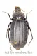 Tenebrionidae spec. #26 ( 30 - 34 )