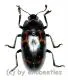 Tenebrionidae spec. #27 ( 15 - 19 )