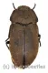 Tenebrionidae spec. #24 ( 10 - 14 )