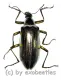 Tenebrionidae spec. #30 ( 25 – 29 )