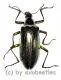 Tenebrionidae spec. #30 ( 25 – 29 ) A2