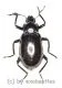 Tenebrionidae spec. #28 ( 15 - 19 )
