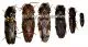 6 x Elateridae ( 10 – 14 )