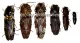 6 x Elateridae ( 10 – 14 )