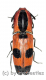 Abiphis insignis ( 25 – 29 )