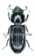 Aceraius grandis