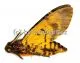 Acherontia atropus