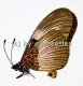 Acraea alcinoe
