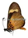 Acraea epaea