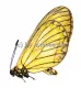 Acraea issoria issoria A1/A-