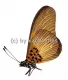 Acraea jodutta
