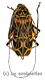 Acrocinus longimanus ( Harlekinbockkäfer ) ( 50 – 54 )