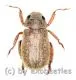 Adoretus sinicus ( 10 - 14 )