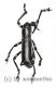 Aegorhinus nodipennis A2