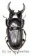 Aegus chelifer tonkinensis ( 20 – 24 )