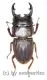 Aegus frontalis ( 25 – 29 )