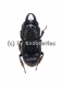 Aegus philippinensis ssp.newtoni