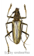 Aeolesthes laosensis ( 40 – 49 ) A1-