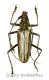 Aeolesthes laosensis ( 40 – 44 )