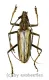 Aeolesthes laosensis ( 40 – 49 ) A1-