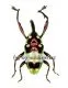 Alcidodes chalcomorphus ( 10 – 14 )