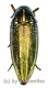 Amblysterna natalensis ( grüne var. ) ( 25 – 29 )
