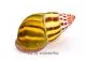 Amphidromus latestrigatus var. #1