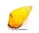 Amphidromus latestrigatus var. #2