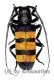 Analeptes trifasciata ( 30 – 34 )