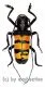 Analeptes trifasciata ( 40 – 44 )
