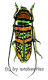 Anatragus pulchellus ( 20 – 24 )