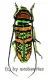Anatragus pulchellus ( 20 – 24 )