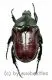 Anochilia scapularis ( 15 – 19 ) A2