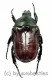 Anochilia scapularis