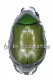 Anomala grandis ( 20 - 29 )