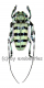 Anoplophora medembachi ( 30 - 34 )