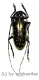 Anoplophora tonkinea ( 35 – 39 )