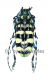 Anoplophora zonatrix