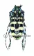Anoplophora zonatrix