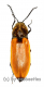 Anostirus castaneus ( 10 – 14 )
