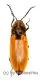 Anostirus castaneus ( 10 – 14 )