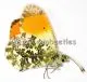 Anthocharis cardamines A2